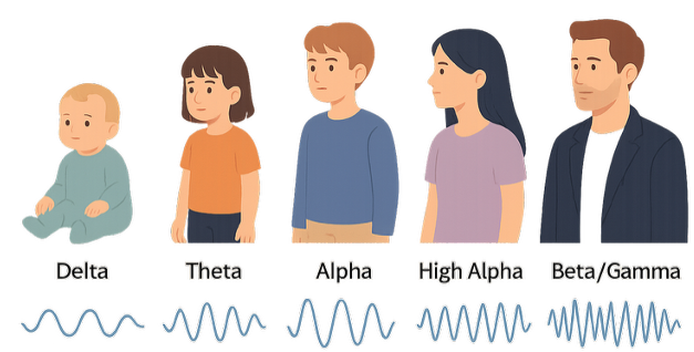 Brain frequency by age. Infants: delta. 2-6 year olds: theta. 7-12 year olds: alpha. 13-18: high alpha. 19 and older: beta and gamma.
