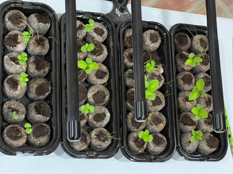 Plant growth top view testing love and pyramids